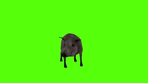 Boar Idle Green Sccreen Animation 4k Rendering Video stock 296970060