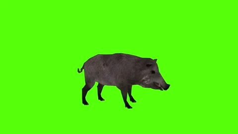 Boar Idle Green Sccreen Animation 4k Rendering Stock Footage 296970071