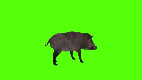Boar Idle Green Sccreen Animation 4k Rendering Stock Footage 296970072