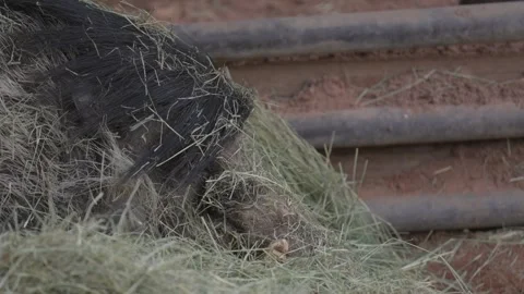 Boar lays down in hay close up Stock Footage 266160353