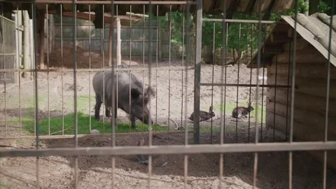 The Boar Lives in the Same Enclosure with Rabbits Video stock 308149077
