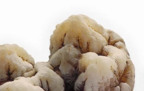 Boar molar teeth in macro Foto stock