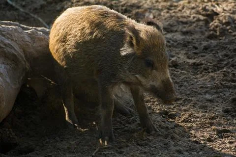 Boar Stock Photos