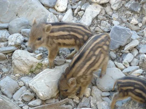 Boar Stock Photos
