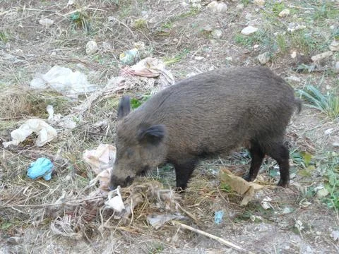 Boar Stock Photos