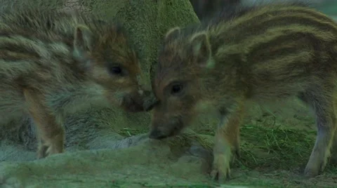Boar piglet in a german forest Stock Footage 50409311