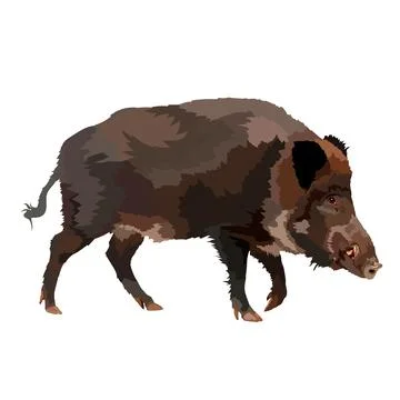 Boar realistic colored drawing vector illustration.Wild animal. Stock Illustration