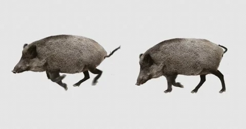 Boar Running and Walking Stock Footage 194115222