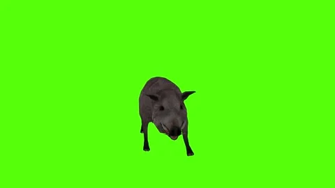 Boar Running  Green Sccreen Animation 4k Rendering Stock Footage 296970096