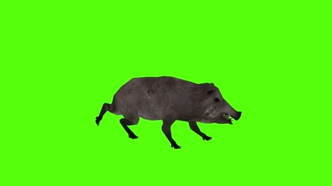 Boar Running Green Sccreen Animation 4k Rendering Stock Footage 296970104