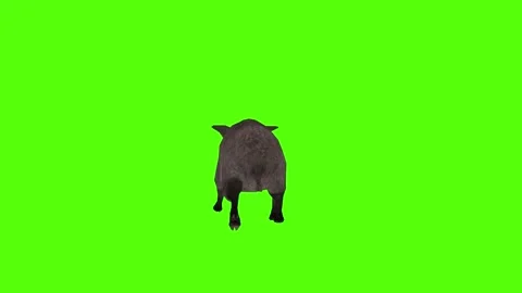 Boar Running Green Sccreen Animation 4k Rendering Stock Footage 296970113