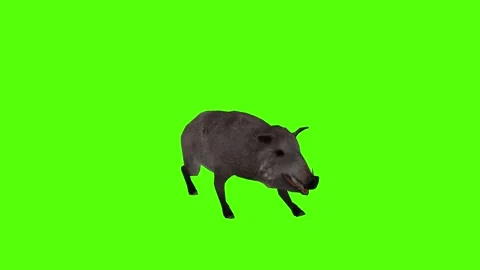 Boar Running Green Sccreen Animation 4k Rendering Stock Footage 296970266