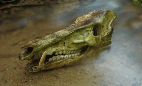Boar skull Stock Photos