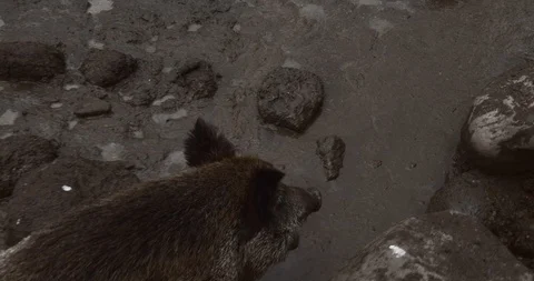 Boar stepping through the mud in slow-motion. Stock Footage