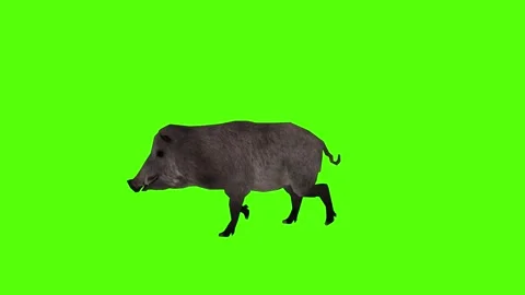 Boar Walking Green Sccreen Animation 4k Rendering Stock Footage 296970101