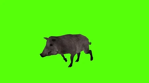 Boar Walking Green Sccreen Animation 4k Rendering Stock Footage 296970144
