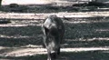 Boar walking straight to camera HD Footage