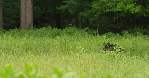 A boar walking through tall grass, others follow it Stock-Footage 260268338