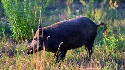 Boar in the wild, in the clearing. Stock Photos