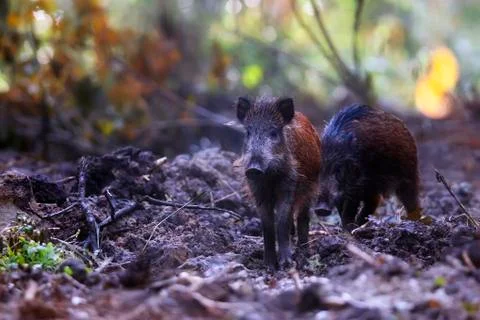 Boar in the wild, in the forest Stock Photos