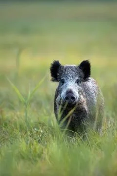 Boar in the wild Stock Photos