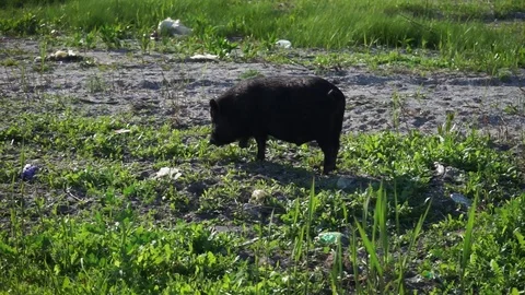 Boar wild walks Stock Footage 87337605