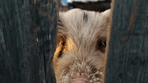 Boar in the winter in the corral Stock Footage 108030746