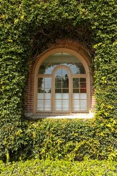 Board Administration Building Ivy Lined Window on the USC campus Stock Photos