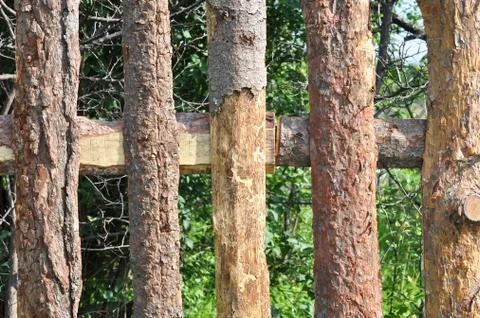Board fence Stock Photos