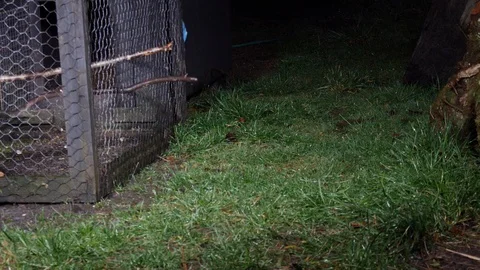 Boarder terrier checking hen coop for rats at night Stock Footage 108076061