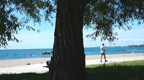 Boardwalk Beach Tree 01svv Stock Footage 46902405