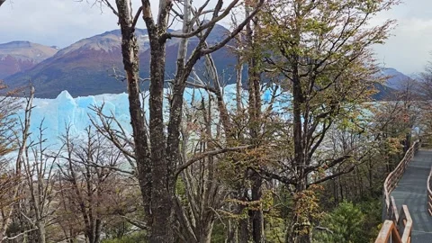 Boardwalk Between Bare Trees With Ice Cliff Glimpse, Argentina 8K Video stock 306470001