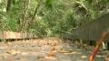 Boardwalk Bridge In Swampy Nature Park HD Footage