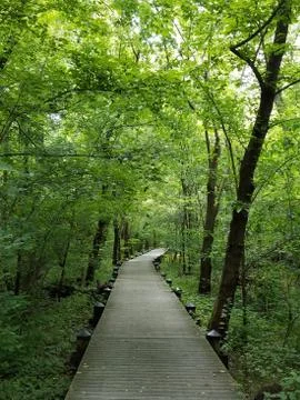 Boardwalk in the forest Stock Photos