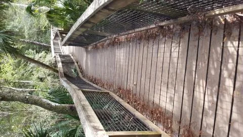 A boardwalk in the forest 写真素材
