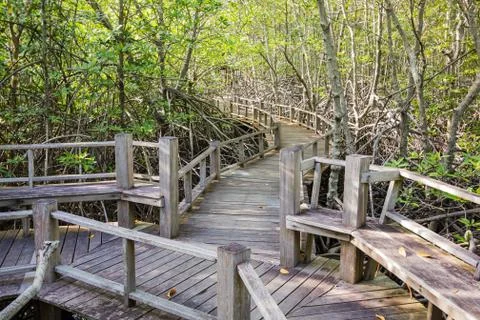 Boardwalk in mangrove forest Stock Photos