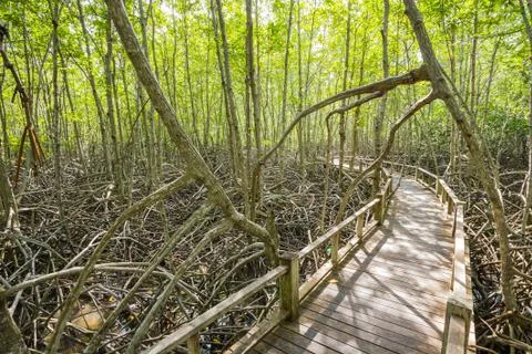 Boardwalk in mangrove forest Stock Photos