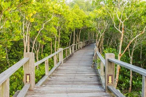 Boardwalk in mangrove forest Stock Photos