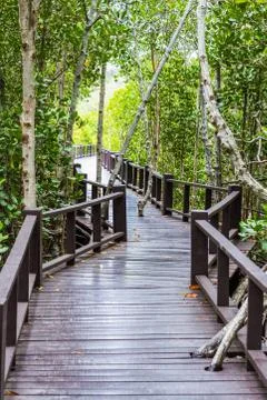 Boardwalk in mangrove forest Stock-Fotos