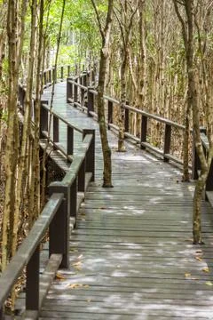 Boardwalk in mangrove forest Stock Photos