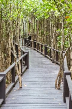 Boardwalk in mangrove forest Stock Photos