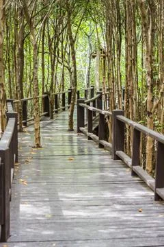 Boardwalk in mangrove forest Stock Photos