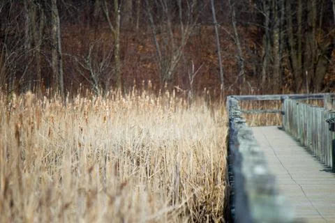 Boardwalk over a marsh Stock Photos