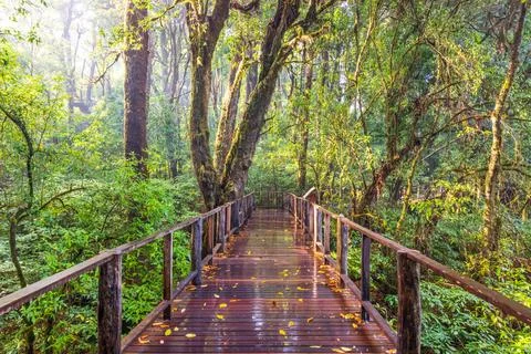 Boardwalk past the cloud forest after the rain. Stock Photos