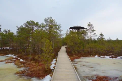 Boardwalk path through wetlands area in early spring. Boardwalk in Viru bog n Stock Photos