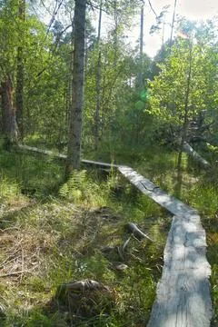 Boardwalk pathway through lush forest landscape during daytime under sunlight Stock Photos