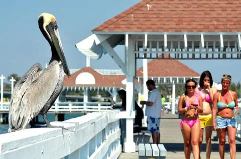 Boardwalk Pelican Stock Photos
