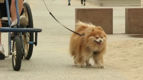 Boardwalk Scenes Stock Footage 11442316