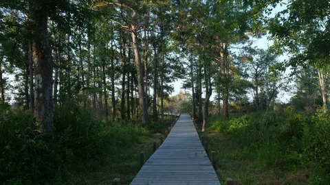 Boardwalk through coastal forest Stock Footage 108737860
