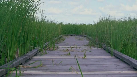 Boardwalk through high grass on the Creole Nature Trail in south Louisiana Video stock 74775682